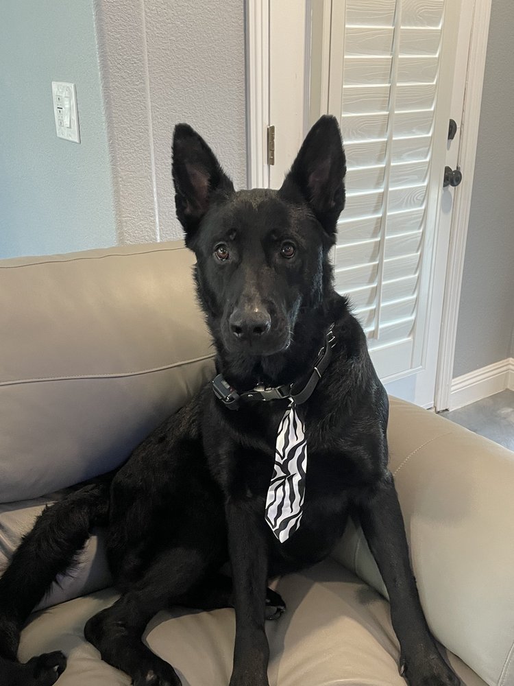 FANCY PANTS MOBILE GROOMING Updated July 2024 Clayton, North