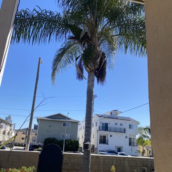 Pearloga Tree service - How it was before - Tree Services Near Me Pearloga Tree service - How it was before - Tree Services Near Me