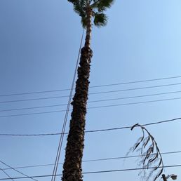 Trimmed palm