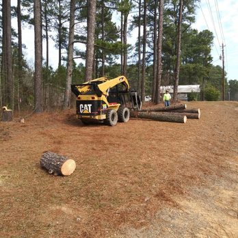 Ashland Tree Service - Tree Services Near Me - Raleigh, North Carolina Ashland Tree Service - Tree Services Near Me - Raleigh, North Carolina