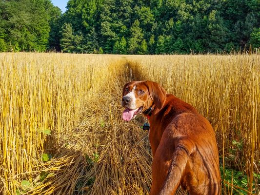 off leash k9 blacksburg