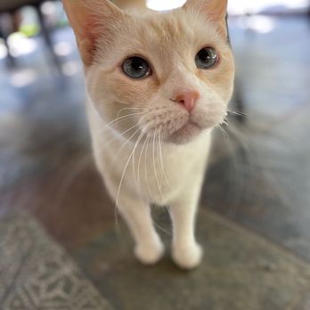 Compassionate Pet Vet - Amos - Veterinarians Near Me