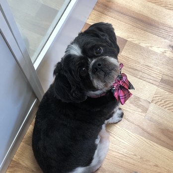 Perfect Pet Salon - Pet Groomers Near Me - Concord, California Perfect Pet Salon - Pet Groomers Near Me - Concord, California