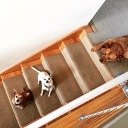 Pet Care Extraordinaire - Waiting for Brianne to pick them up for a park hike!