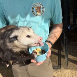Wild Wonders - Opossum