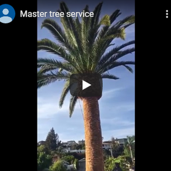 Master Tree Service - untitled - Tree Services Near Me - Oxnard, California Master Tree Service - untitled - Tree Services Near Me - Oxnard, California
