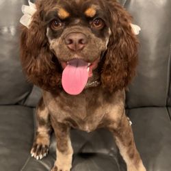 Sit Means Sit Abilene/San Angelo - Remington