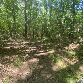 wildcat forest - pathway - Hiking Near Me