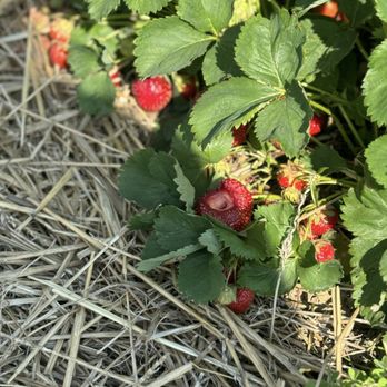 Spencer Farm - Strawberries - Pick Your Own Farms Near Me - Noblesville, Indiana Spencer Farm - Strawberries - Pick Your Own Farms Near Me - Noblesville, Indiana
