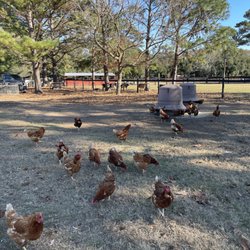 The Goatery at Kiawah River - Private tour.