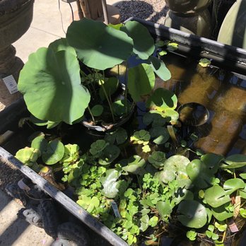Armstrong Garden Centers - Water plants - Nurseries & Gardening Near Me - Anaheim, California Armstrong Garden Centers - Water plants - Nurseries & Gardening Near Me - Anaheim, California