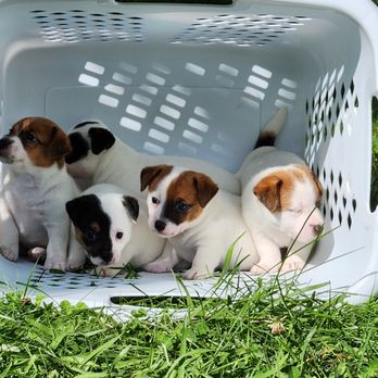 Carolina Jack Russell Terriers - Pet Breeders Near Me - Lexington, North Carolina Carolina Jack Russell Terriers - Pet Breeders Near Me - Lexington, North Carolina