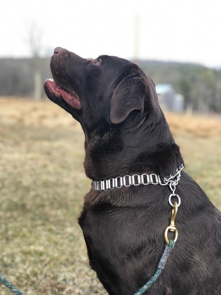 CALYHO LABRADORS Updated September 2024 11 Photos 113 Smith Pond Rd, Afton, New York Pet