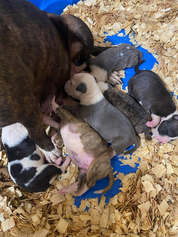 ANIMAL EMERGENCY AND REFERRAL CENTER Updated August 2024 1009 Treetops Blvd, Flowood