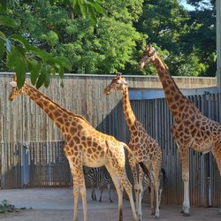 Zoo Dresden - Drei Engel für Charlie