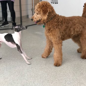 Dozo Dog  - Pet Groomers Near Me - Astoria, New York