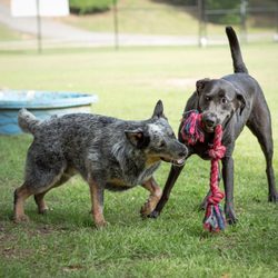 NOMA Bark Park
