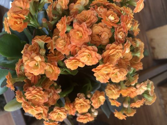 Trader Joe's by null