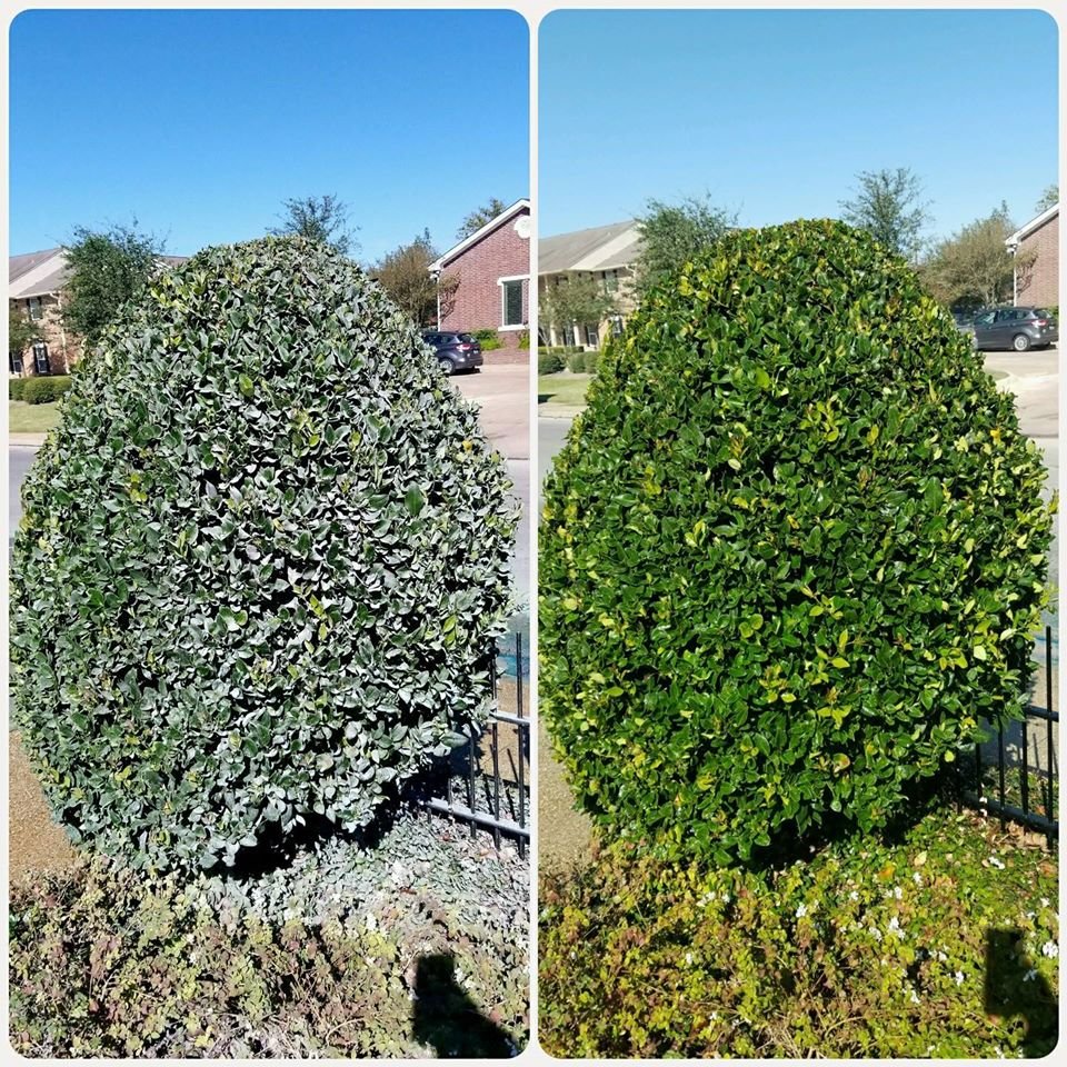 Slide of Wolf's Pro Clean