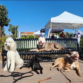 Loyal Syndicate Dog Training - Pet Training Near Me Loyal Syndicate Dog Training - Pet Training Near Me