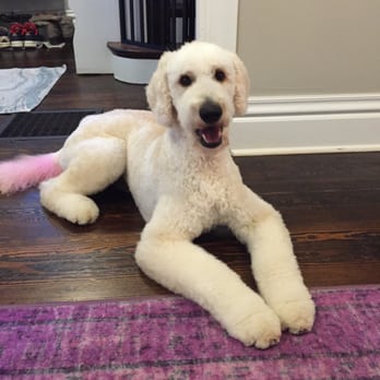 The Put Together Pooch - Put Together Pooch is the best! Puddn' loves going to get groomed, and he always turns out looking like a new dog.Def. recommend - Pet Groomers Near Me - Denver, Colorado The Put Together Pooch - Put Together Pooch is the best! Puddn' loves going to get groomed, and he always turns out looking like a new dog.Def. recommend - Pet Groomers Near Me - Denver, Colorado