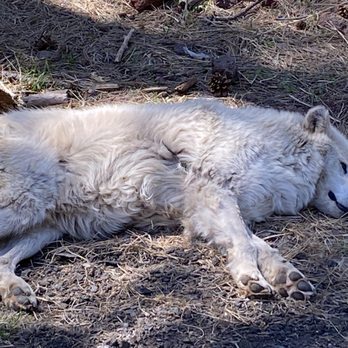 Bearizona - Tundra Nap Time! - Zoos Near Me - Williams, Arizona Bearizona - Tundra Nap Time! - Zoos Near Me - Williams, Arizona
