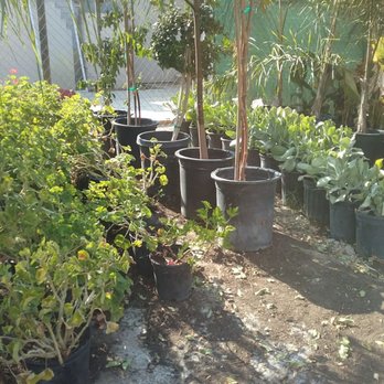 Nicolas Nursery - Flowers & Gifts Near Me - Moreno Valley, California Nicolas Nursery - Flowers & Gifts Near Me - Moreno Valley, California
