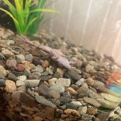 Bay Bridge Aquarium and Pet - Dead frog two hours after I bought it