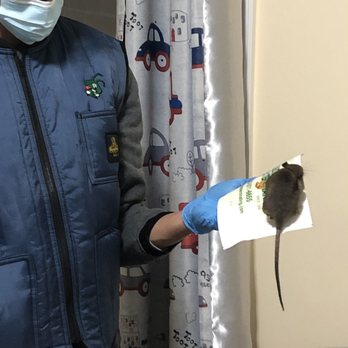 Select Exterminating - Rat on trap - Pest Control Near Me - Franklin Square, New York