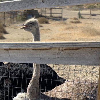 Ostrichland USA - Attraction Farms Near Me - Solvang, California