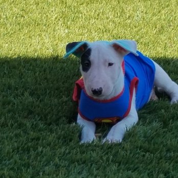 canada del oro pet clinic