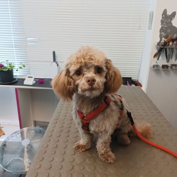 Hundesalon 4 Pfoetchen - Pet Groomers Near Me - Solingen, NW