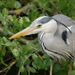 Victoria Park - Heron