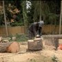 Photo of JMV Professional Tree Service