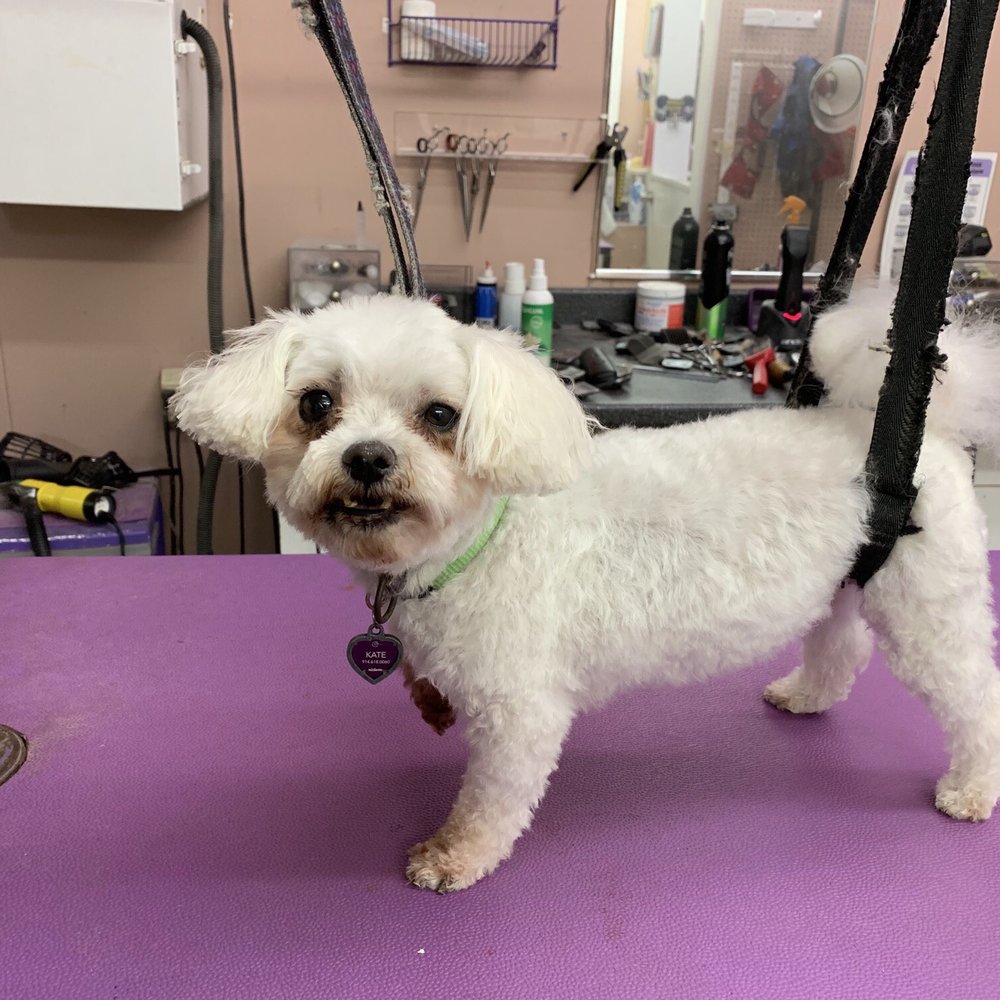 This is Munchkin's AFTER pic, eager to get out, pee, and go HOME!