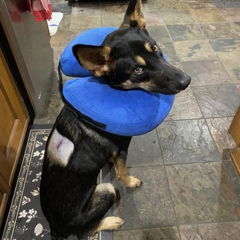 Fon Jon Dog Boarding and Daycare of San Diego - Poor dog felt miserable. - Pet Training Near Me - San Diego, California