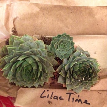 Young's Garden Center - Lilac Time Sempervivum - Nurseries & Gardening Near Me - Roseburg, Oregon Young's Garden Center - Lilac Time Sempervivum - Nurseries & Gardening Near Me - Roseburg, Oregon