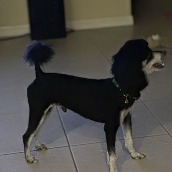 Honey Pets - Mobile Pet Grooming & Spa - Bandit - Pet Stores Near Me - Davie, Florida