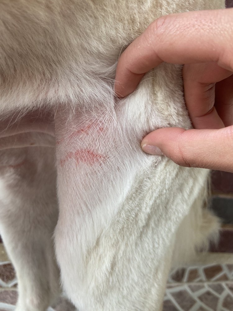 GLAMOUR DOGS 25 Photos & 18 Reviews 2002 W University Dr, Edinburg