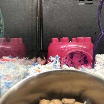 PetSmart - Pet Stores Near Me - Glendora, California