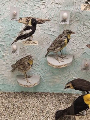 Hastings Museum by null