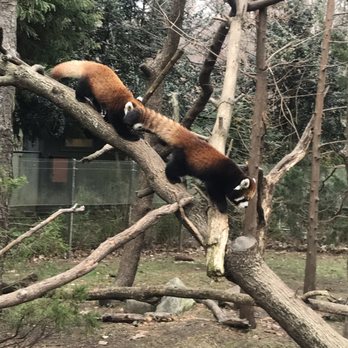 Prospect Park Zoo - Red pandas - Zoos Near Me - Brooklyn, New York Prospect Park Zoo - Red pandas - Zoos Near Me - Brooklyn, New York