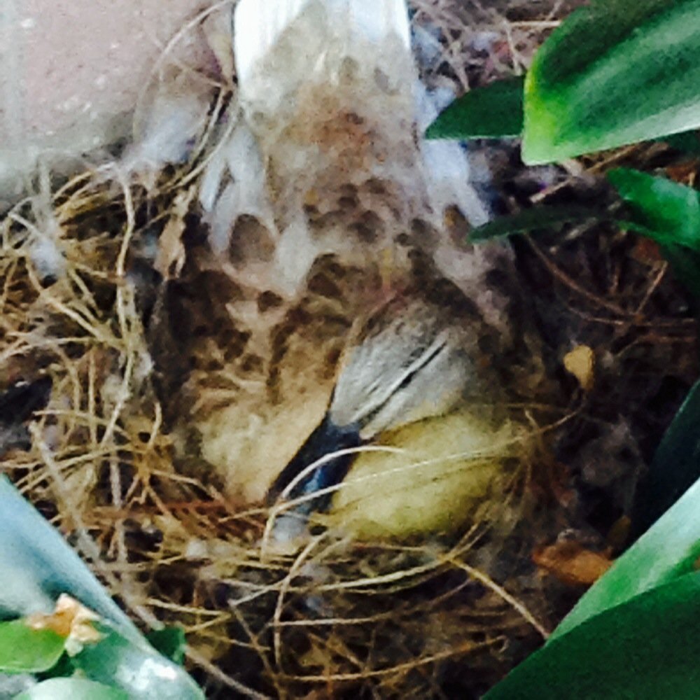 Fairfield Civic Center Library - Solano County Library - Mama duck sitting on a nest with 11 eggs! She's gonna be busy! - Libraries Near Me - Fairfield, California Fairfield Civic Center Library - Solano County Library - Mama duck sitting on a nest with 11 eggs! She's gonna be busy! - Libraries Near Me - Fairfield, California