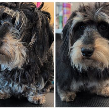 Oh Fur Cute - Pet Groomers Near Me - St. Cloud, Minnesota Oh Fur Cute - Pet Groomers Near Me - St. Cloud, Minnesota
