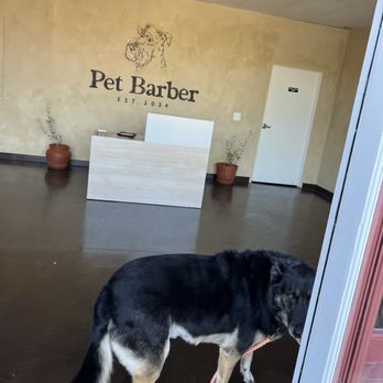 Pet Barber - Austin all fresh and clean clean from Groomer Brushed teeth, nails, booty trim,ears, dry skin wash, brushed and blow dry... - Pet Groomers Near Me - Temecula, California