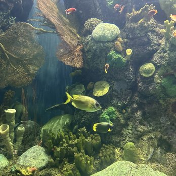 Shedd Aquarium - Aquariums Near Me - Chicago, Illinois Shedd Aquarium - Aquariums Near Me - Chicago, Illinois