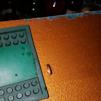 Shamrock Bar & Grille - cockroach. Exterminator came a few days ago. Missed one. - American Near Me - Madison, Wisconsin