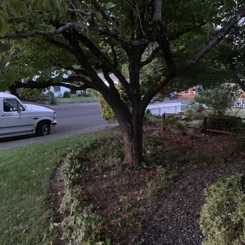 From the Ground Up - Denuded ground under the dogwood. - Tree Services Near Me - Comptche, California From the Ground Up - Denuded ground under the dogwood. - Tree Services Near Me - Comptche, California