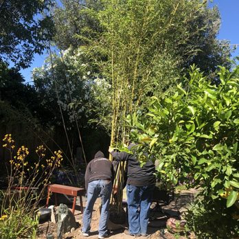 Bamboo Giant Nursery and Gardens - Nurseries & Gardening Near Me - Aptos, California Bamboo Giant Nursery and Gardens - Nurseries & Gardening Near Me - Aptos, California
