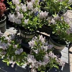 Warner's Nursery & Landscape